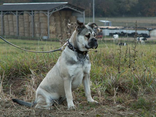 Chia luna De la tour gelee