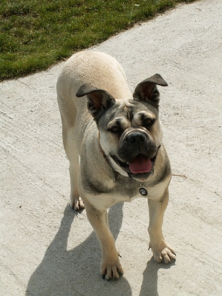 Chia luna De la tour gelee