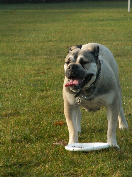 Chia luna De la tour gelee