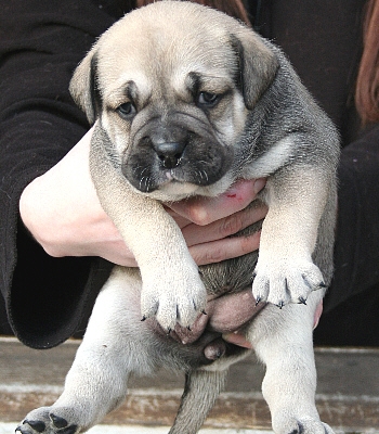 Chia luna De la tour gelee