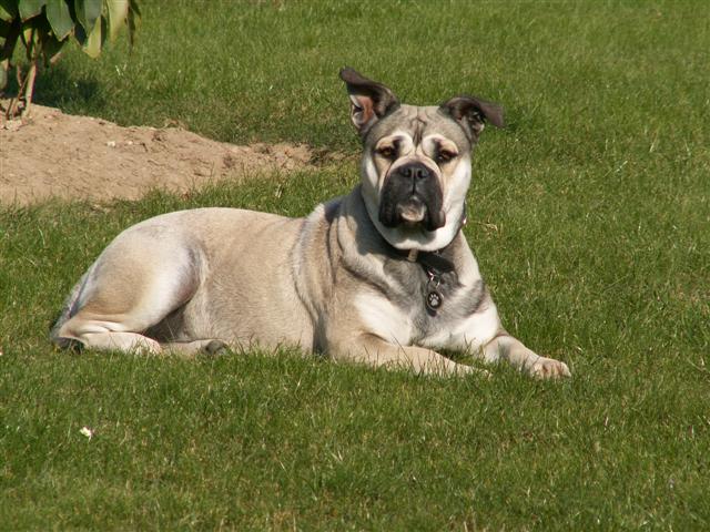 Chia luna De la tour gelee