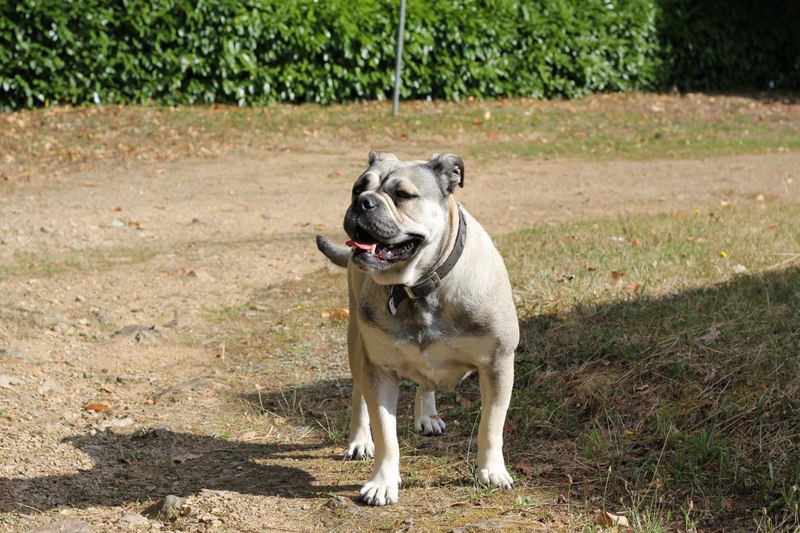 Chia luna De la tour gelee