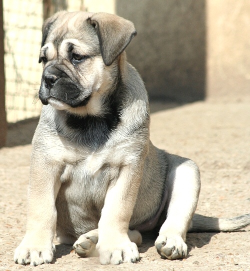 Chia luna De la tour gelee