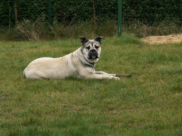 Chia luna De la tour gelee